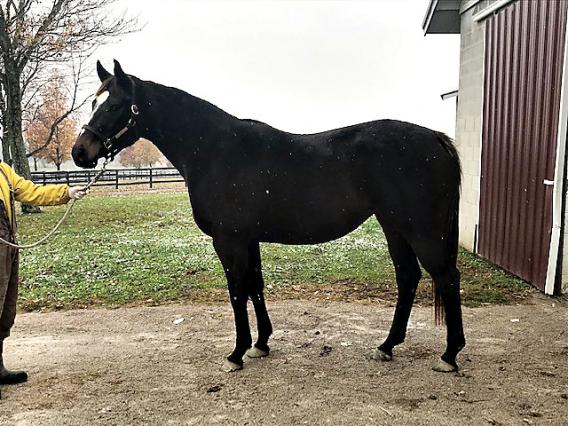 Broodmare Hinder standing outside of barn