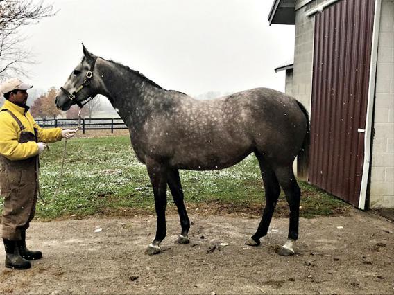 Broodmare Savvy Lady standing outside of barn