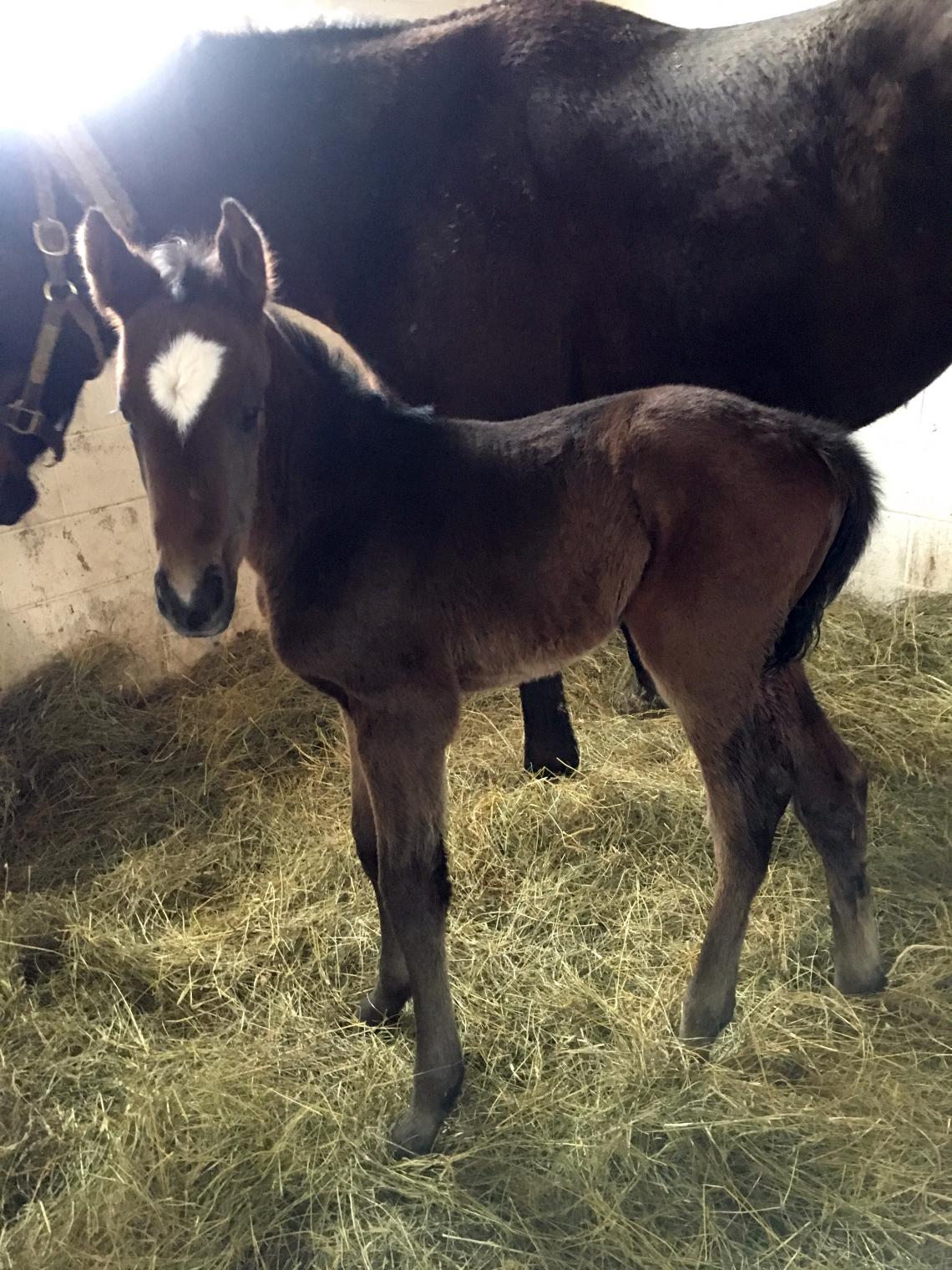 Unnamed filly out of Hinder