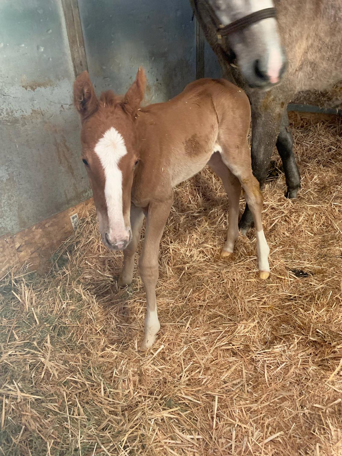 Colt out of Savvy Lady