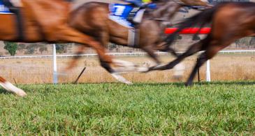 Horses racing on turf
