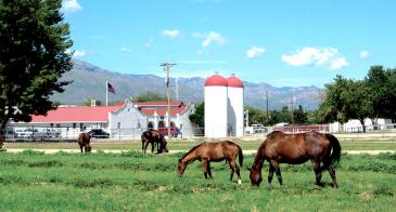 Horses grazing at the University of Arizona farm